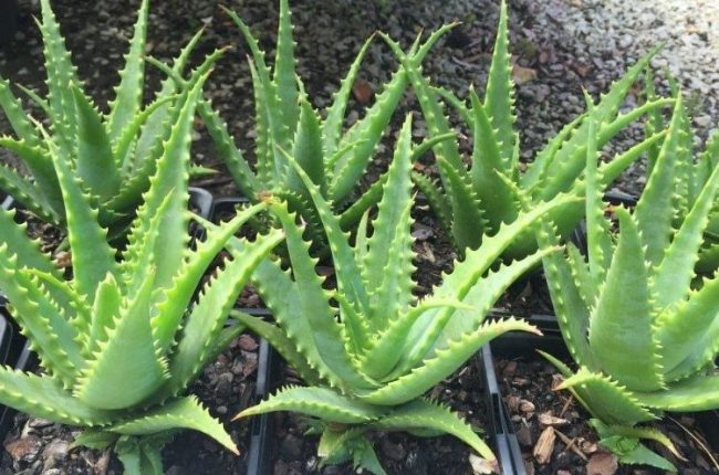 Aloe Gemini