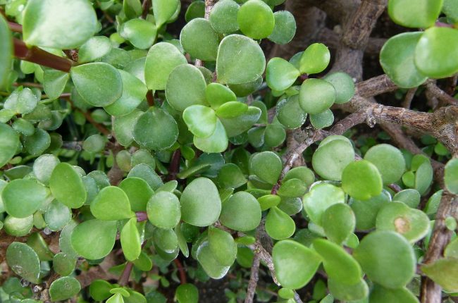 Portulacaria Afra
