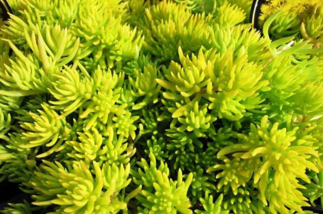 sedum